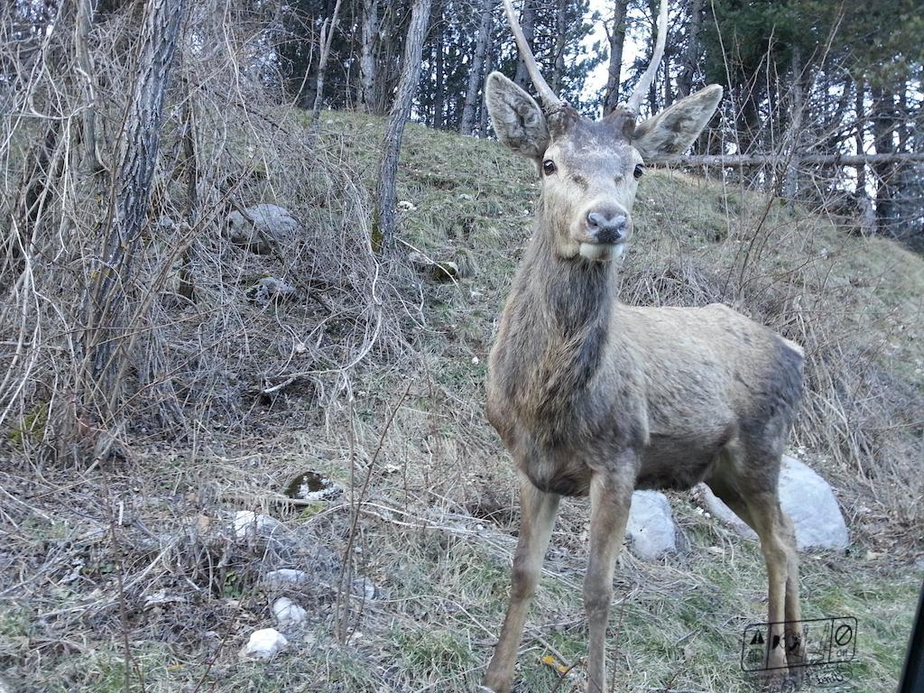 Отель La Pieja Опи Экстерьер фото